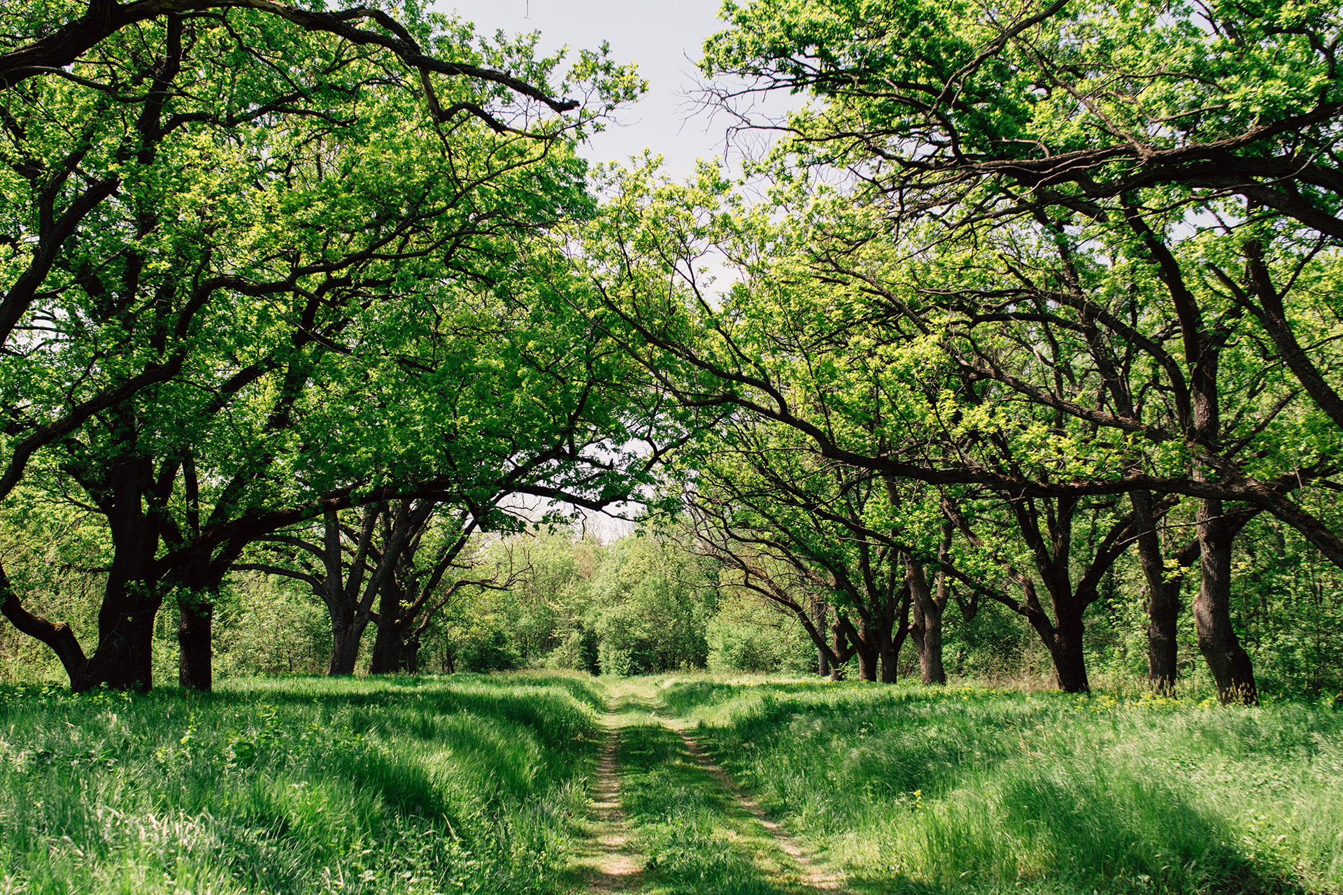 Landscape Image of Detailed Green Forest Path