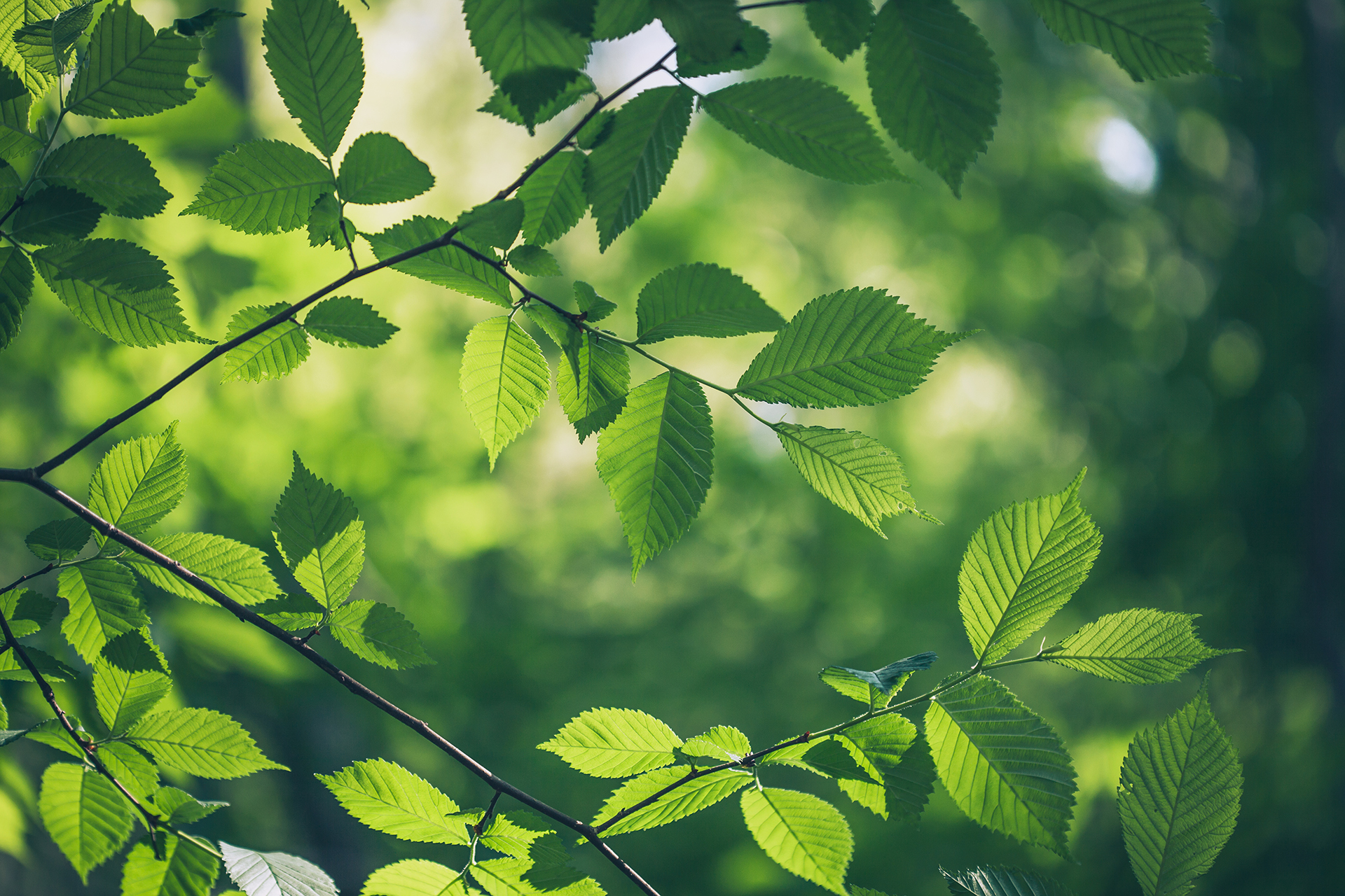Landscape Image of Leafy Branches with Bokeh
